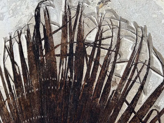 Details of the Palm frond fossil