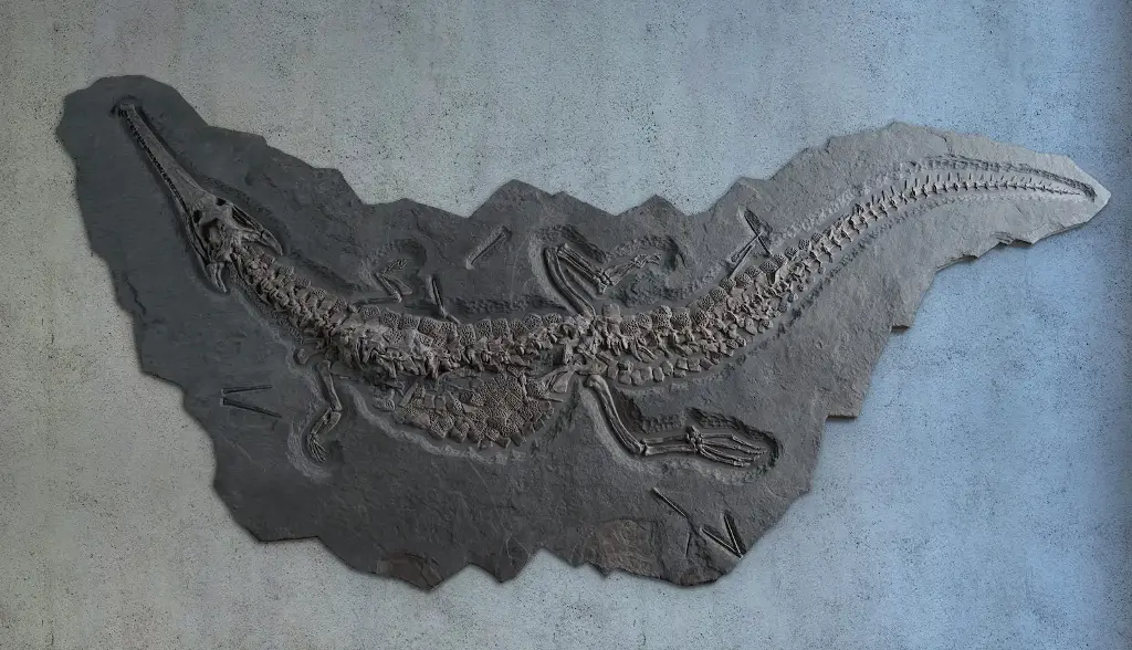 Jurassic crocodile from Fossil Realm