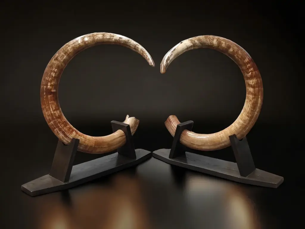 Mammoth tusks from Fossil Realm