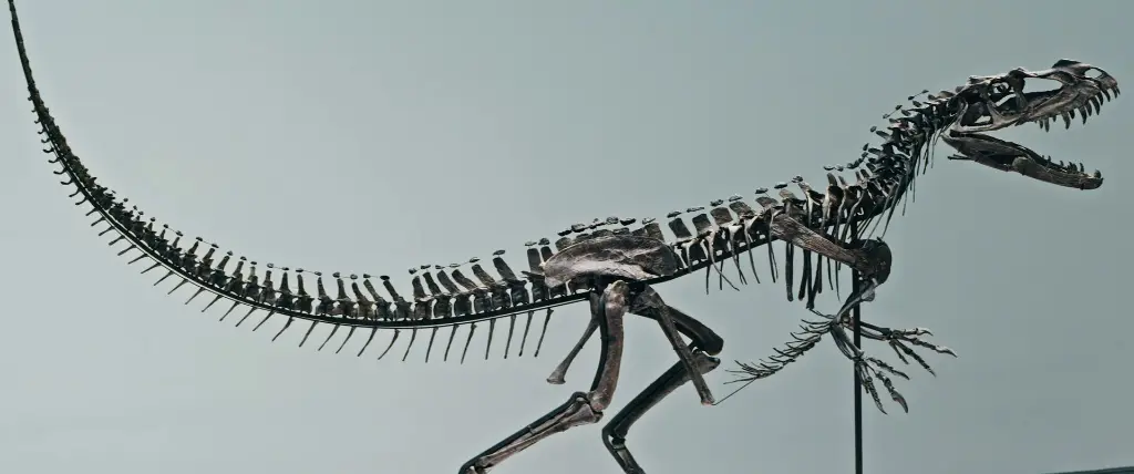 Mounted ceratosaur skeleton