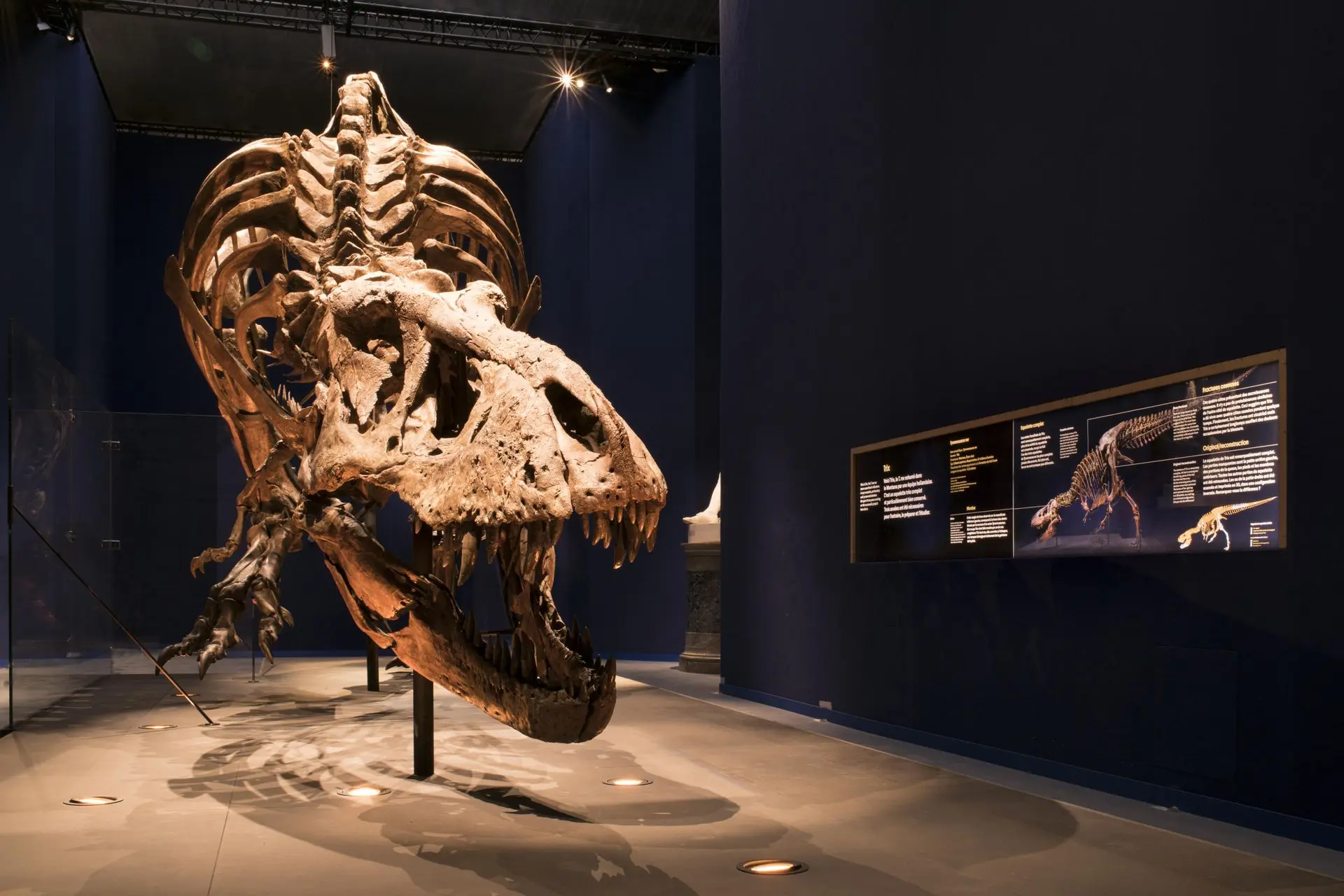 Fossile de dinosaure dans un musée